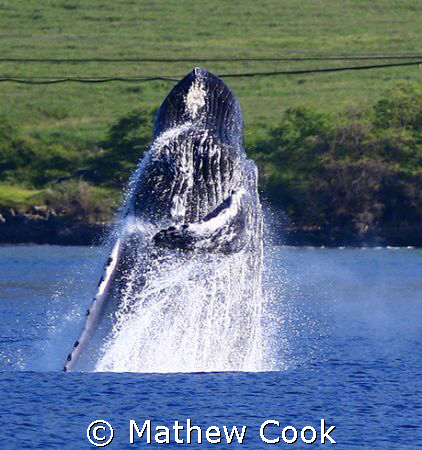 "Breach & Bow". Adult Humpback Whale breaching in the wat... by Mathew Cook 