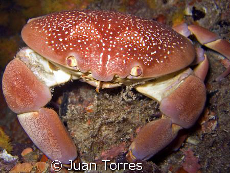 Batwing Coral Crab, on a night dive in St. Thomas.   by Juan Torres 