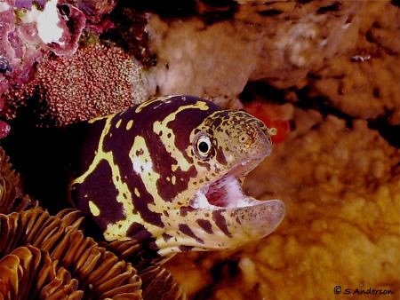 Yep, another Chain Moray photo. I was lucky enough to get... by Steven Anderson 