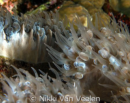 Hard coral polyps taken on a night dive at Sharksbay. by Nikki Van Veelen 