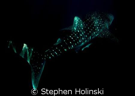 Whaleshark, Western Australia.  Taken with a Canon A630 a... by Stephen Holinski 