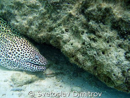 Leopard moray eel, trying to threaten me by Svetoslav Dimitrov 