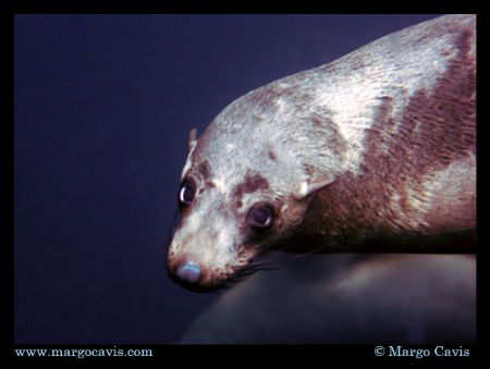 Playful Fur Seal in Tasmania, Australia by Margo Cavis 