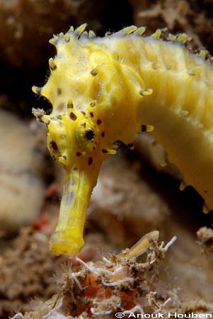 Thorny seahorse, Hippocampus histrix. Picture taken at th... by Anouk Houben 