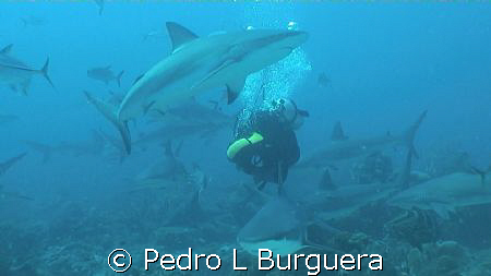 SHARKS  by Pedro L Burguera 