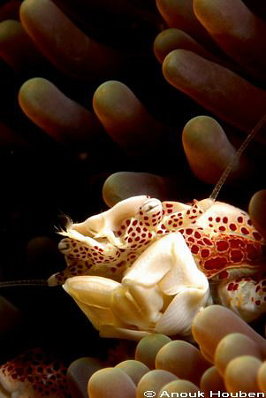 Porcelain crab, Neopetrolisthes oshimai. Picture taken at... by Anouk Houben 