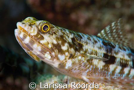 Lizardfish by Larissa Roorda 