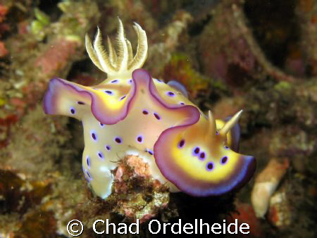 This beautiful nudibranch was perched on the tip of a sta... by Chad Ordelheide 