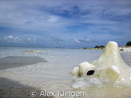 Bleached conch, Half Moon Caye, Belize by Alex Klingen 