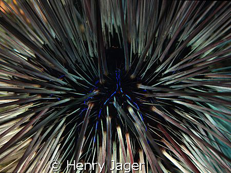 "Let it flow...."       Sea Urchin from the pier of Dauin... by Henry Jager 