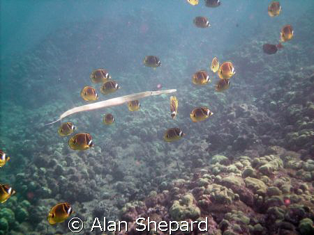 The Trumpet fish worked out well, so let's try a cornet f... by Alan Shepard 