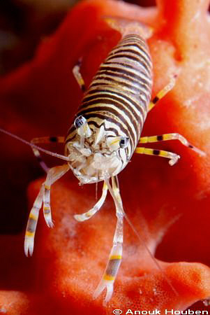 Bumblebee shrimp, Gnathophyllum americanum. Picture taken... by Anouk Houben 