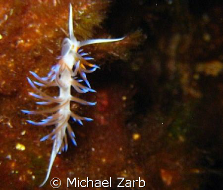 This is a tiny sea slug - I mean super macro, like one ce... by Michael Zarb 