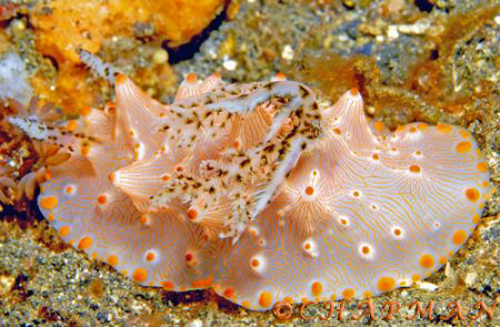 Halgerda Carlsoni nudibranch. Bunaken. Indonesia. Nikon D200 by Leigh Chapman 