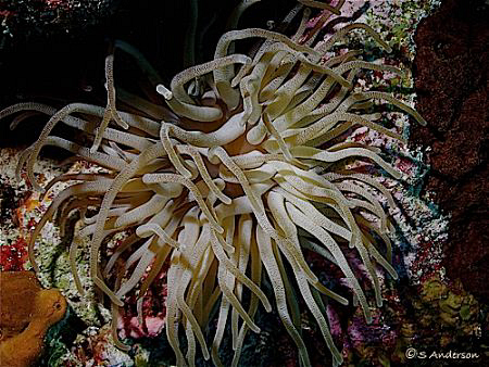 This photo of an anemone was taken at my secret dive spot... by Steven Anderson 
