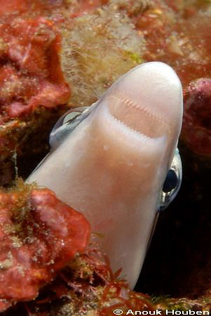 False cleanerfish, Aspidontus taeniatus. Picture taken at... by Anouk Houben 