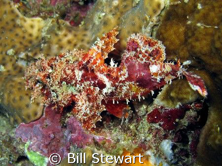 "Juvenile Scorpionfish"  This little guy was maybe two in... by Bill Stewart 