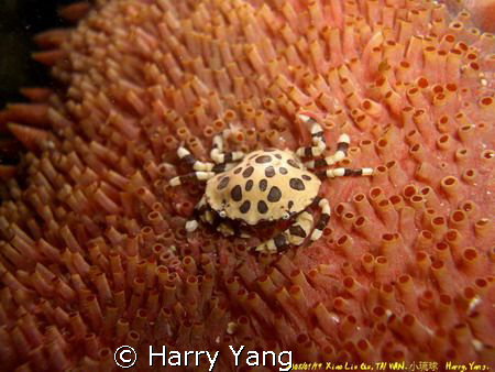 Cucumber Harlequin Crab. Xiao Liu Qiu,TAIWAN.
Casio EX-Z... by Harry Yang 