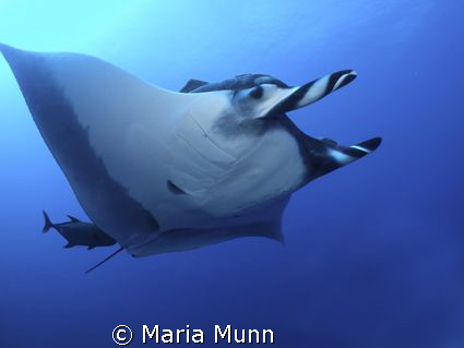 Swimming with a Giant Pacific Manta Ray is one of my favo... by Maria Munn 