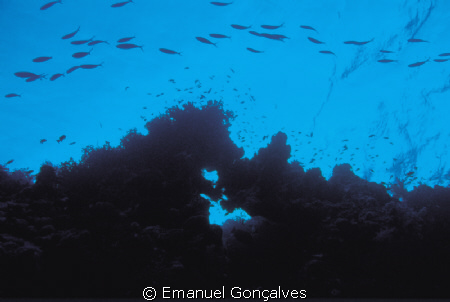 Caesio sp. (Fusilier), Aboukifan (Panorama Reef) Egyptian... by Emanuel Gonçalves 