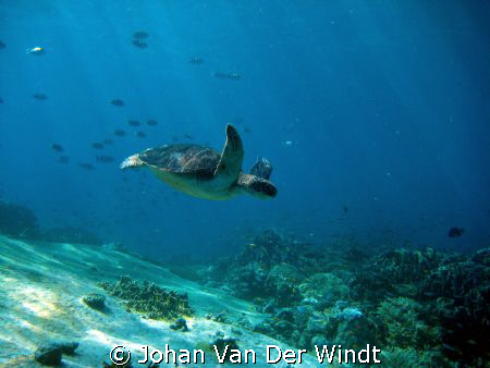On the Safety Stop this Hawksbill came swimming by.. by Johan Van Der Windt 