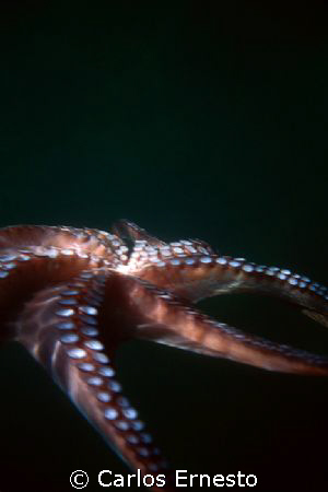 Octopus Vulgaris.
 Motor Marine II,no strob by Carlos Ernesto 