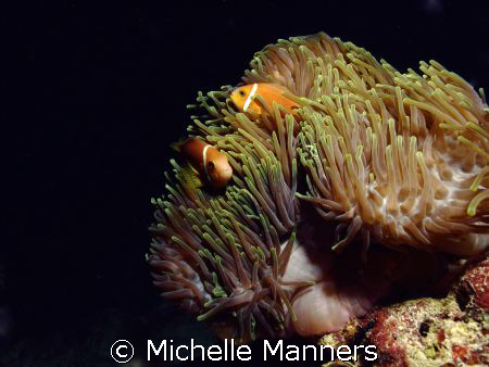 Clown fish in anemone by Michelle Manners 