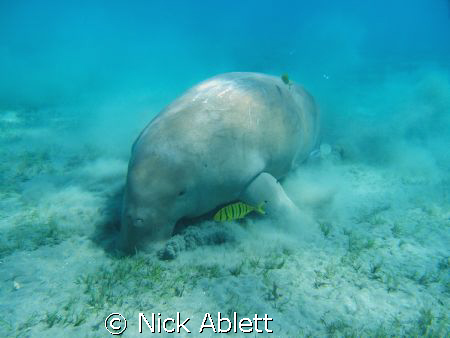 The Marsa Abu Dabbab dugong. by Nick Ablett 