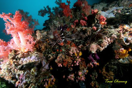 Lionfish & Corals at Malapascua by Taco Cheung 