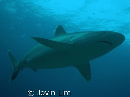 Silvertip shark, Carcharhinus albimarginatus at Silverado... by Jovin Lim 