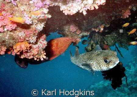 Fish have no concept of up or down by Karl Hodgkins 