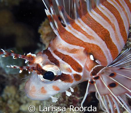 A lionfish in Palau by Larissa Roorda 