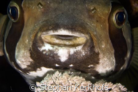 black-blotched porcupinefish (diodon liturosus) taken at ... by Stephan Kerkhofs 