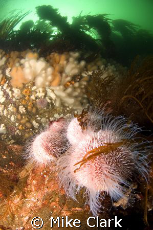 CFWA Sea Urchin With kelp topped cliff in background.
Ni... by Mike Clark 