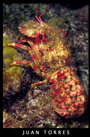 REGAL SLIPPER LOBSTER (uncommon) at a night dive in Desec... by Juan Torres 