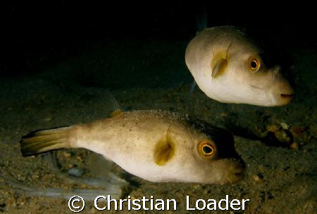 Immaculate Pufferfish - under the jetty at Air Batang on ... by Christian Loader 