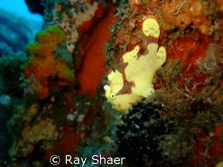Only a mother could love this face. Yellow Frogfish (angl... by Ray Shaer 