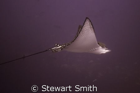 EAGLE RAY - DIRTY ROCK  by Stewart Smith 