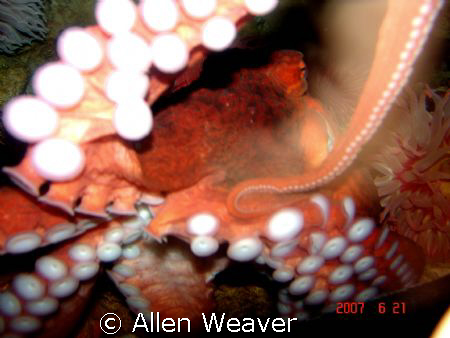 Octo up close by Allen Weaver 