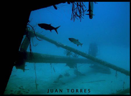 As I was coming out of the Hilma Hooker in Bonaire, I enc... by Juan Torres 