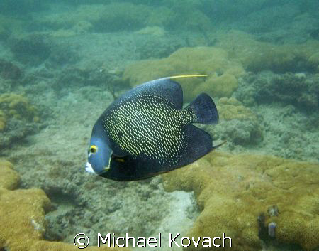 French Angelfish on the inside reef at Lauderdale by the ... by Michael Kovach 