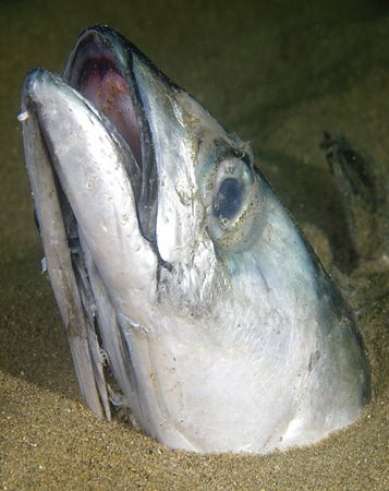 The rare mackerel head snake eel!
Trefor Pier, N. Wales.... by Mark Thomas 