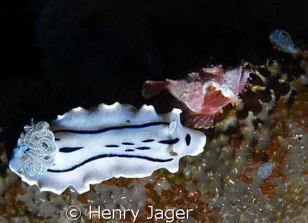 Baby scorpionfish with it's big friend nudi (Olympus E330... by Henry Jager 
