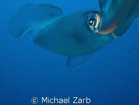 A squid which laid eggs off the p29 wreck in cirkewwa, Ma... by Michael Zarb 