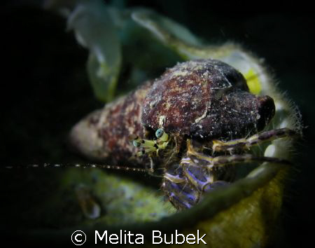 little crab, location trieste bay, italy, Olympus C5060WZ   by Melita Bubek 