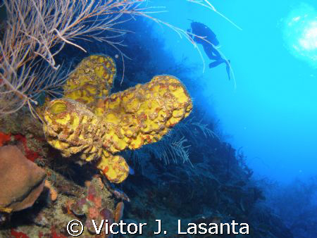 giant tube sponge, diver and the shadow of the wall at 12... by Victor J. Lasanta 