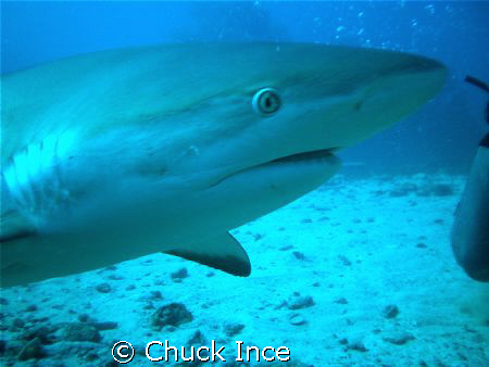 Grey Reef Shark, St. Marten 1/08. Taken with Olympus FE 280. by Chuck Ince 