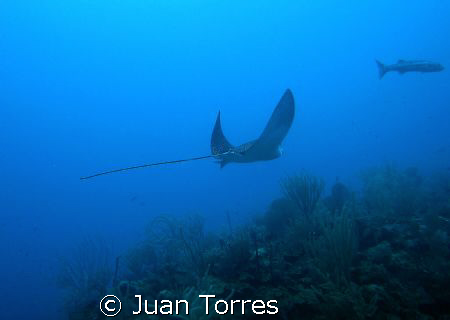 SPOTTED EAGLE RAY, Ceiba, Puerto Rico by Juan Torres 