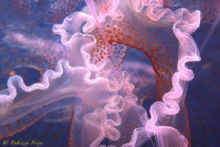 Detail of one jellyfish (seawasp) Pelagia noctiluca. 105m... by Fabrizio Frixa 