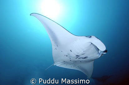 manta ray,nikon d2x 17-35mm by Puddu Massimo 